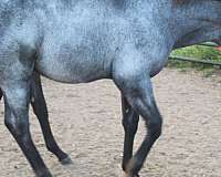 blue-roan-hind-pastern-horse