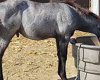 foundation-bred-mare-colt