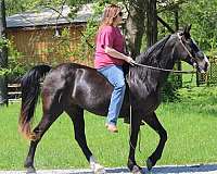 black-see-pics-horse