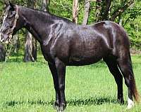 flashy-kentucky-mountain-horse