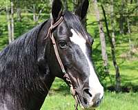 family-kentucky-mountain-horse