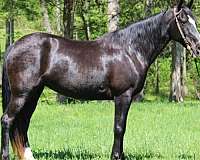 trail-kentucky-mountain-horse