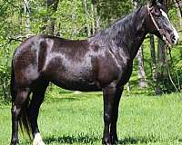 husband-safe-kentucky-mountain-horse