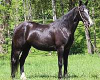 all-around-kentucky-mountain-horse