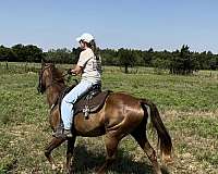 collected-missouri-fox-trotter-horse