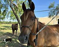 experience-rider-missouri-fox-trotter-horse