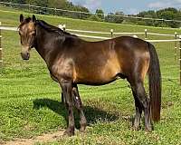 rocky-mountain-stallion-horse