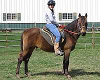 certified-to-breed-rocky-mountain-horse