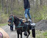 good-with-farrier-rocky-mountain-horse