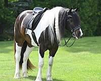 dressage-gypsy-vanner-horse