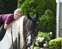 equitation-gypsy-vanner-horse