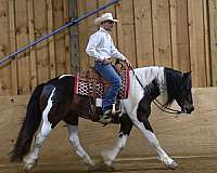 husband-safe-gypsy-vanner-horse