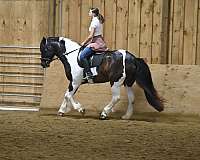 field-hunter-gypsy-vanner-horse