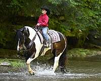 jumping-gypsy-vanner-horse