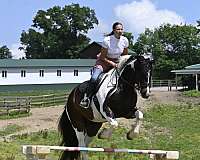 lesson-gypsy-vanner-horse