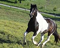 kid-safe-gypsy-vanner-horse