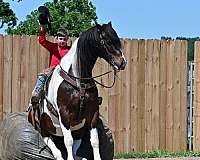 playday-gypsy-vanner-horse