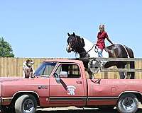 performance-gypsy-vanner-horse