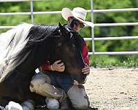 ranch-versatility-gypsy-vanner-horse