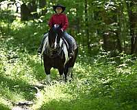 trail-riding-gypsy-vanner-horse