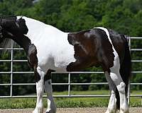 trail-class-competition-gypsy-vanner-horse