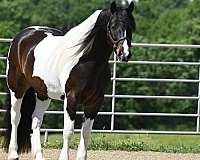 english-pleasure-gypsy-vanner-horse