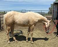 cattle-ranch-filly