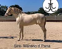 andalusian-horse