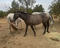 bay-andalusian-morgan-horse