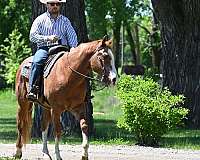 all-around-quarter-horse