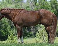 endurance-quarter-horse