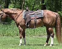 english-pleasure-quarter-horse