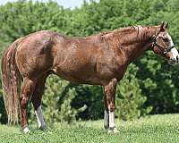 foundation-quarter-horse