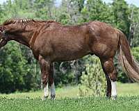 field-trial-quarter-horse