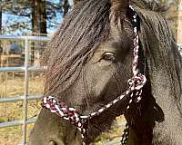 black-star-hind-sock-horse