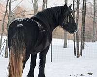 gypsy-vanner-horse