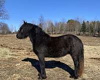 mare-gypsy-vanner-horse