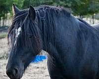 good-feet-gypsy-vanner-horse