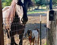 outstanding-pedigree-gypsy-vanner-horse