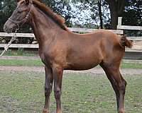 chestnut-star-white-feet-horse