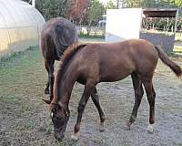 liver-chestnut-star-white-feet-horse