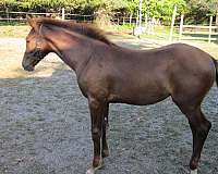 all-around-stallion-dutch-warmblood-horse