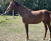 chestnut-star-white-feet-horse