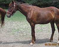 liver-chestnut-star-white-feet-horse