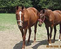 all-around-stallion-dutch-warmblood-horse