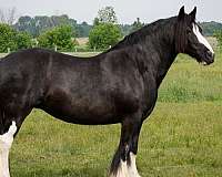 all-around-gypsy-vanner-horse