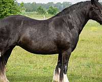 black-minimal-tobiano-horse