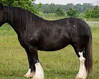 beginner-gypsy-vanner-horse