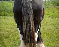 kid-safe-gypsy-vanner-horse