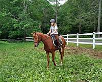 chestnut-left-fore-partial-pastern-hind-sock-horse